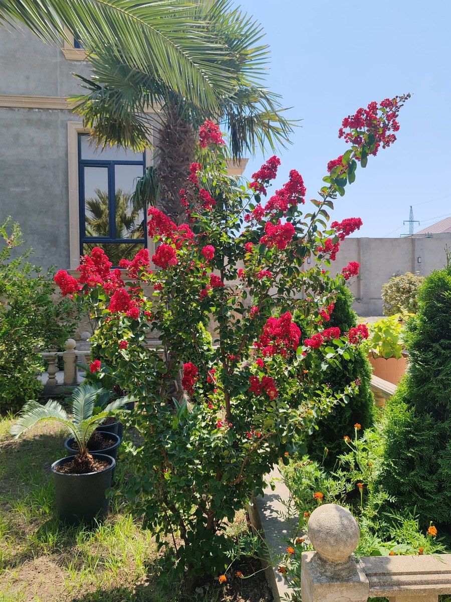 Satılır 7 otaqlı həyət evi/bağ evi 390 m² — Ev, villa, Bakı (9)