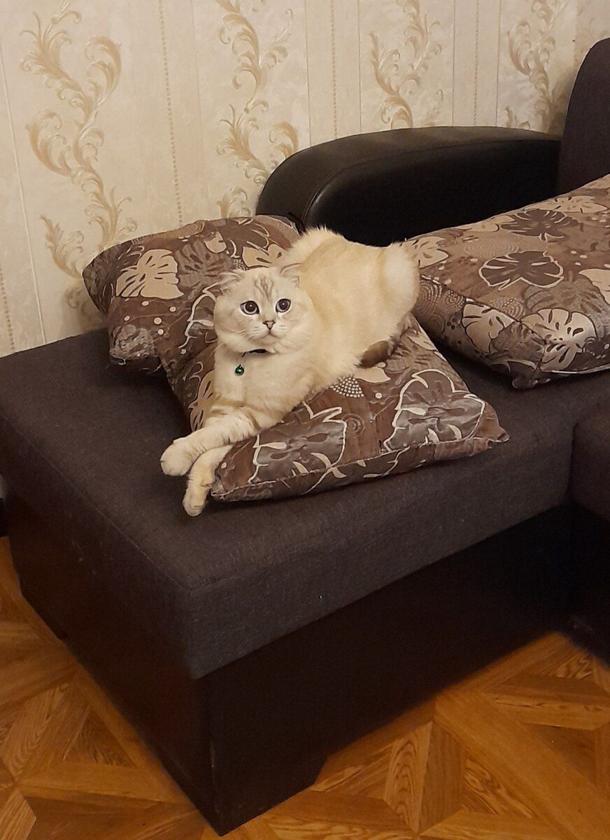 Şotland pişiyi (cütləşdirmək üçün) — Pişiklər, Bakı (2)