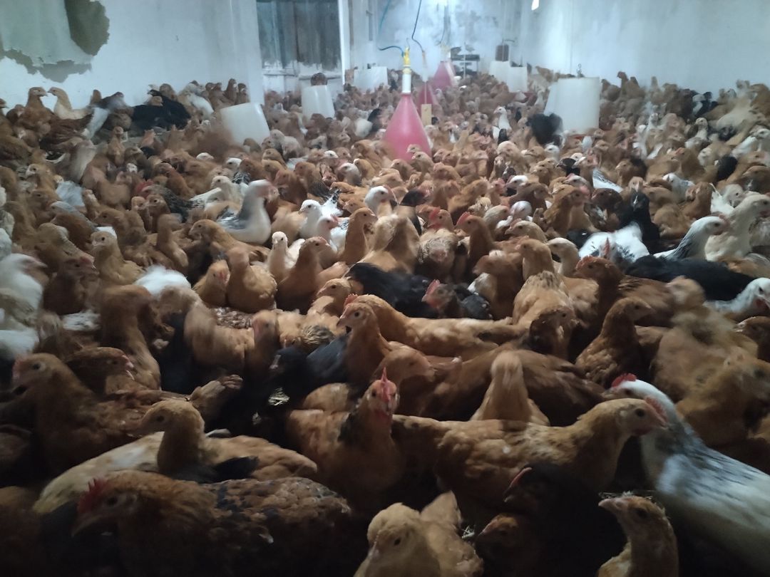 Cücələr — Quşlar, Siyəzən (5)