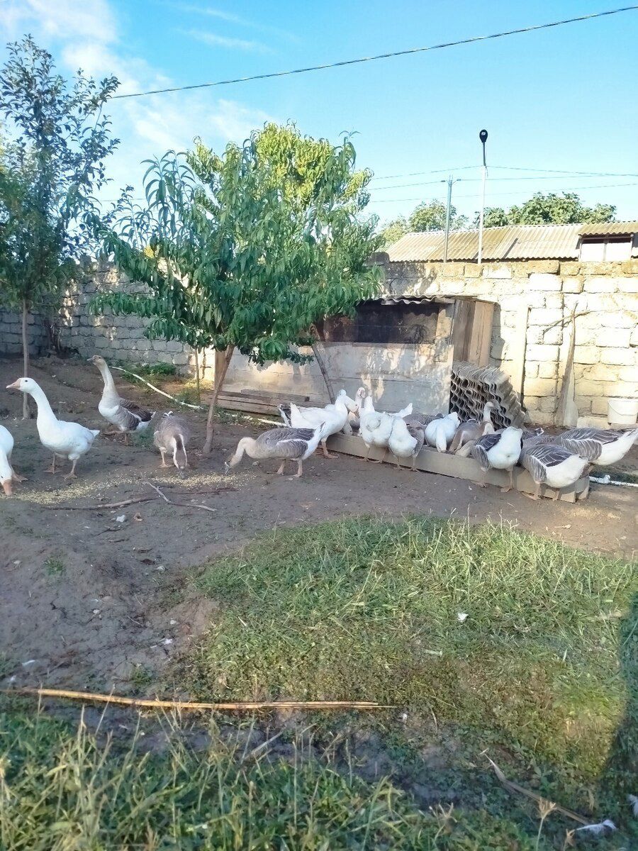 Qazlar — Quşlar, Mingəçevir (2)
