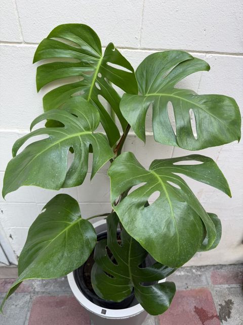 Monstera qiymət 15-25-30azn. Çatdırılma Şamaxinka. Ünvana boltla — Masazır