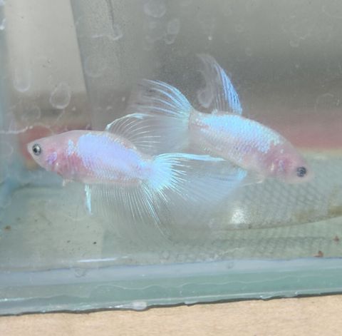 Betta (Petuşok balığı), Sülhsevər, Ödənişli çatdırılma — Güll-Toxum-Satışı