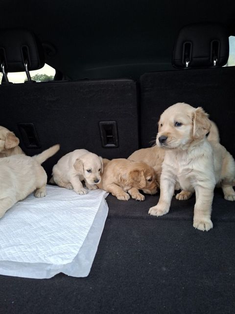 Golden Retriever — Zoo Shop Baku