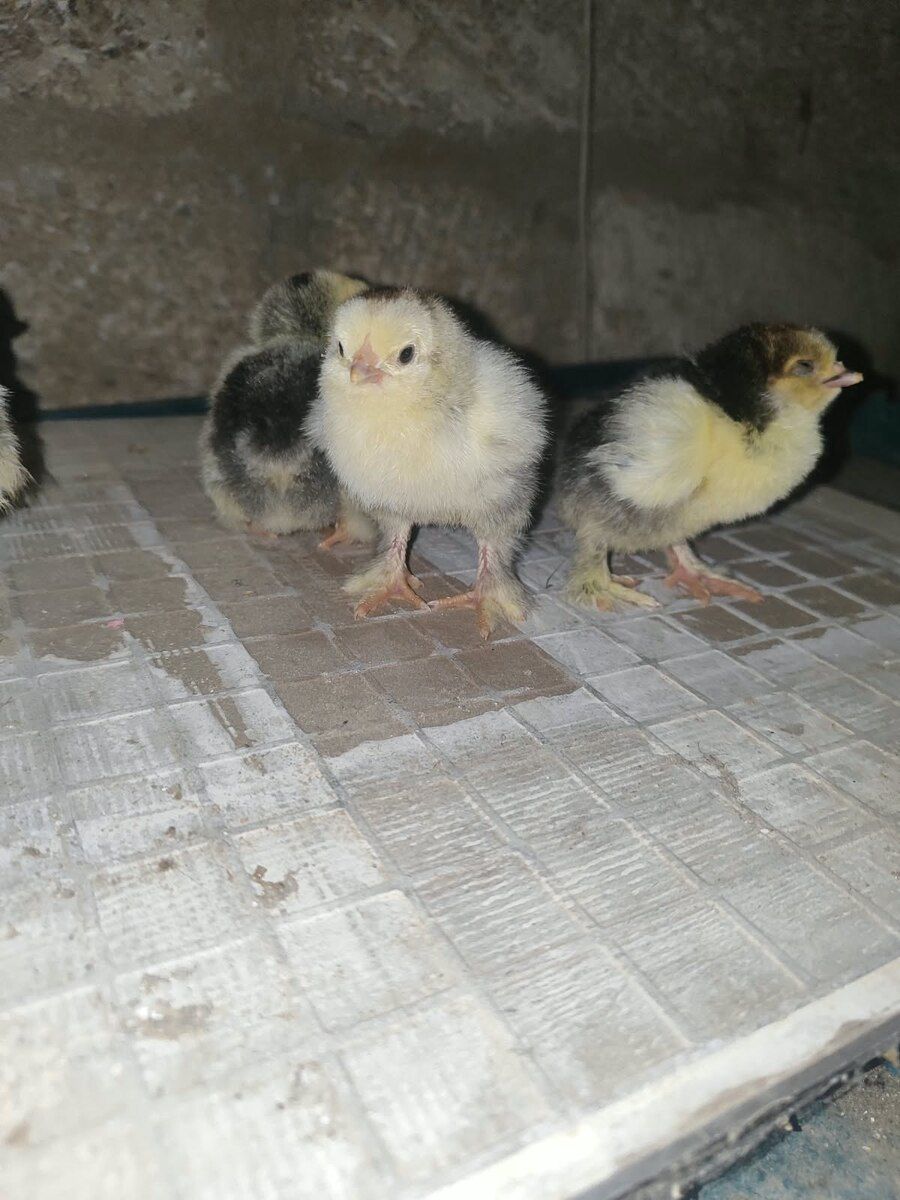 Brama cücələri — Quşlar, Bakı (2)