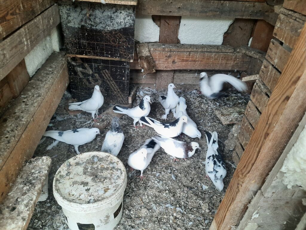 11 dene goyercindu hamsi ag ve nisanlidi 3.ya 4.boyngludu cepdi — Göyərçin, Digah (2)