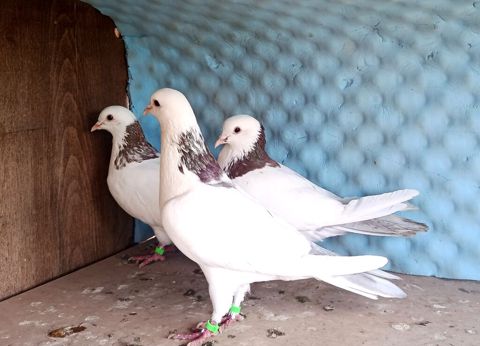 Salam maşallah olsun 3 dene temiz qan ebresboyunlar satılır real — 100 ₼ · Saatlı · Göyərçin Salam maşallah olsun 3 dene temiz qan ebresboyunlar satılır real — Saatlı