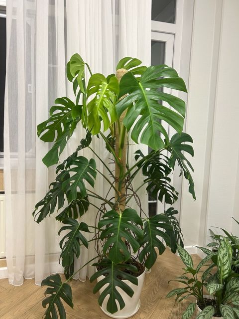 Monstera Deliciosa — Bakı