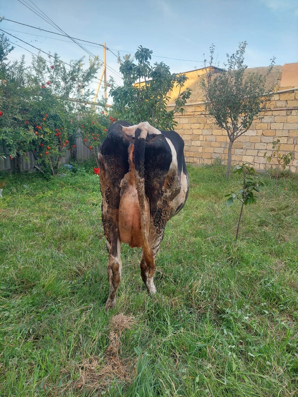 Dişi, Holsteyn, il: 3, Südlük, Ünvandan götürmə — Kənd təsərrüfatı heyvanları, Xırdalan (10)