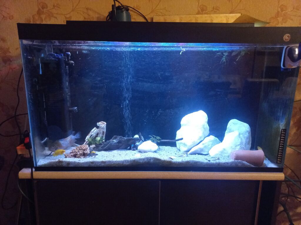 Akvarium-şkaf, Balıqlarla birlikdə, 230 l — Akvariumlar və balıqlar, Bakı (5)