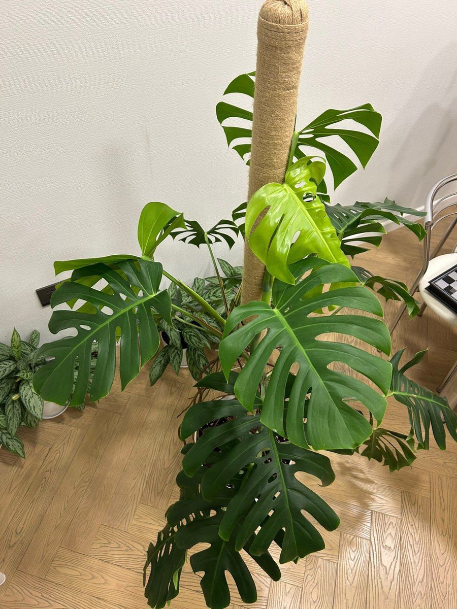Monstera Deliciosa — Bitkilər, Bakı (8)
