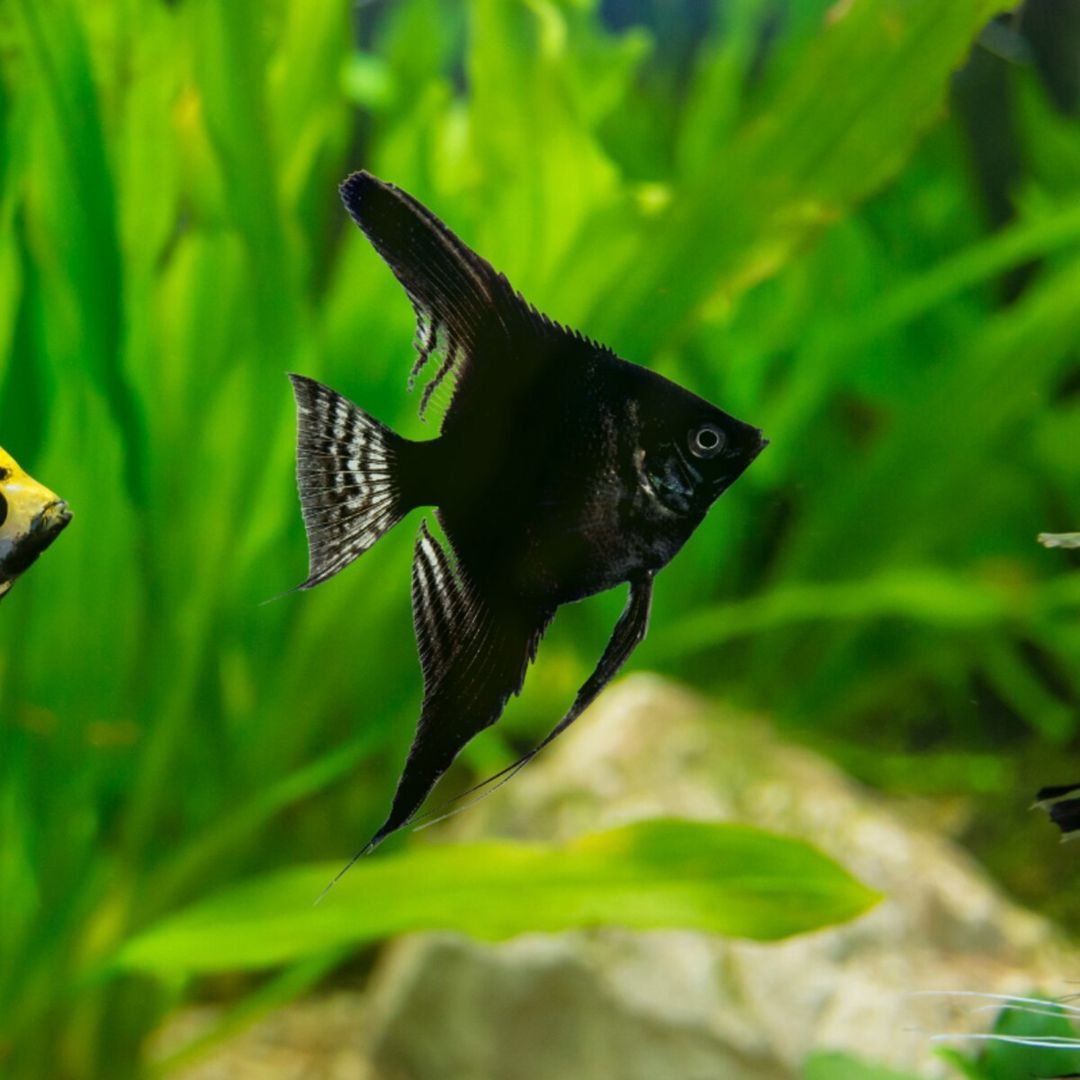 Black Angelfish — Akvariumlar və balıqlar, Bakı (2)