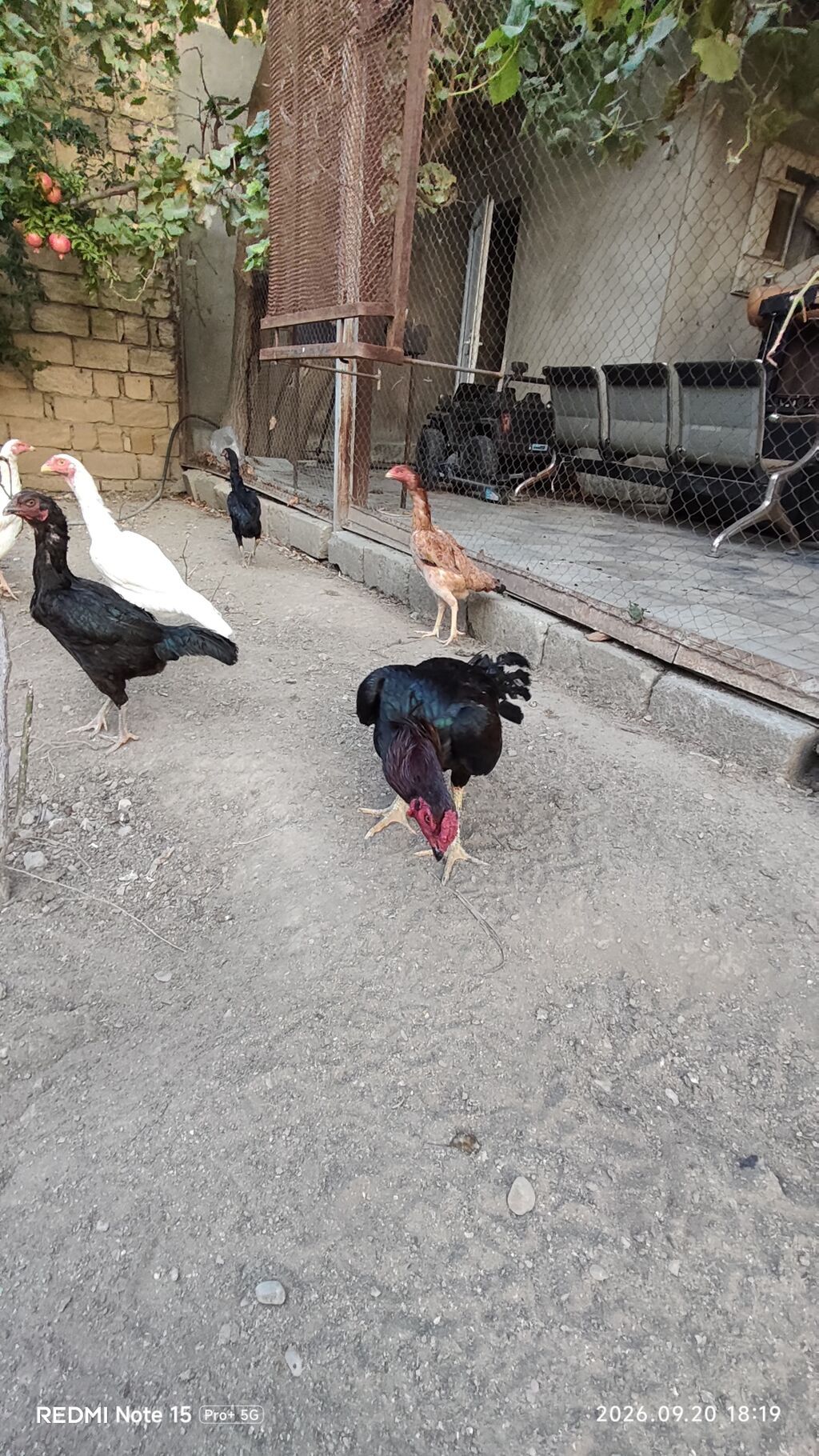 Idial qan bece ve fereler.2 dene 11 ayliq becedi.5 dene 11 ayliq — Toyuq və xoruz, Saray (4)