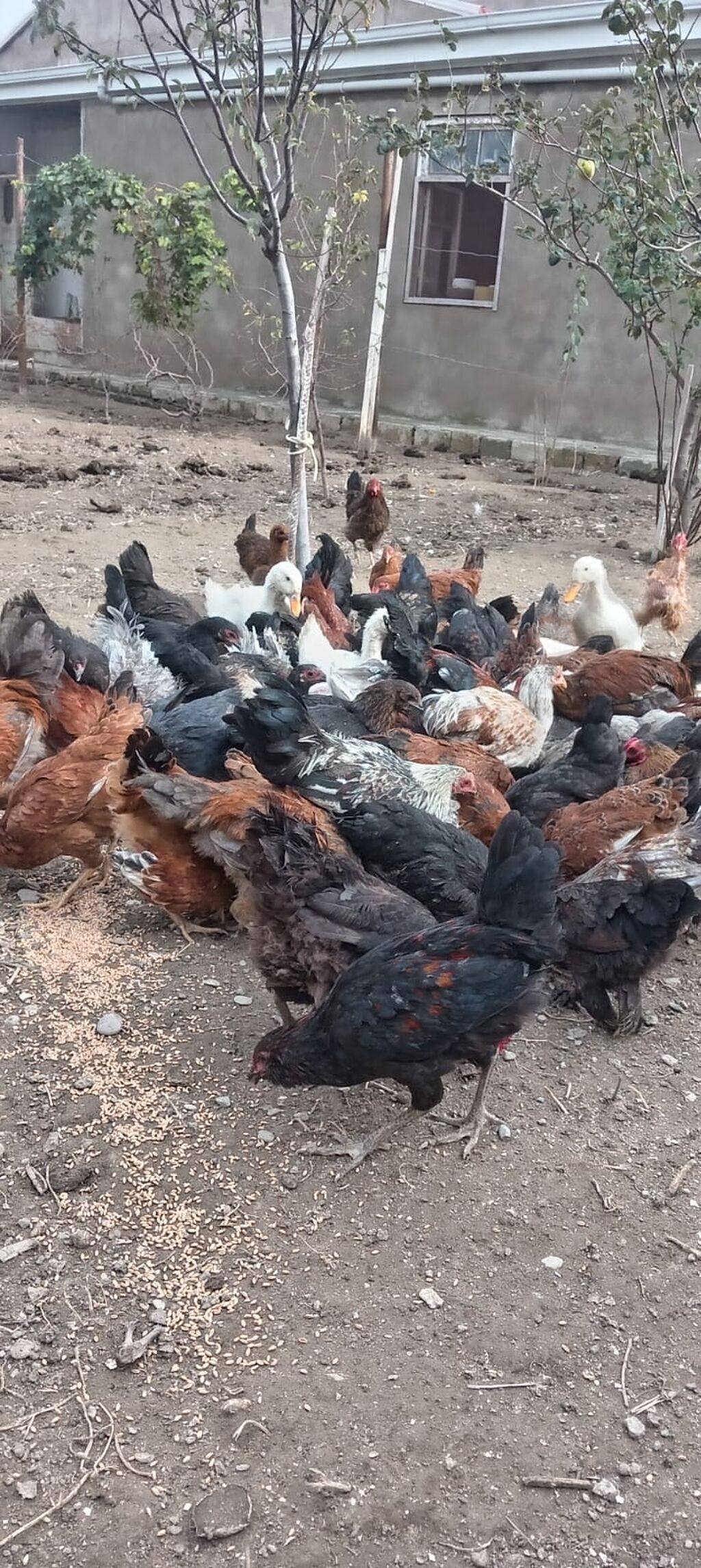 Ətlik — Toyuq və xoruz, Bakı (2)