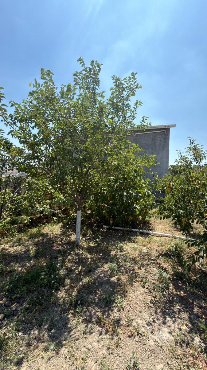 Həyət evi, Hökməli-Qobu yolu — Ev, villa, Bakı (4)