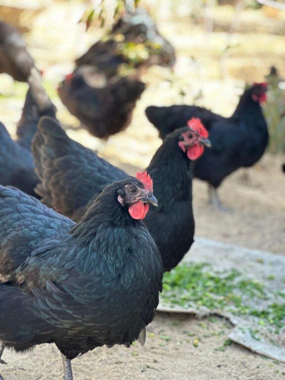 Avstralorp cücəsi — Quşlar, Bakı (2)