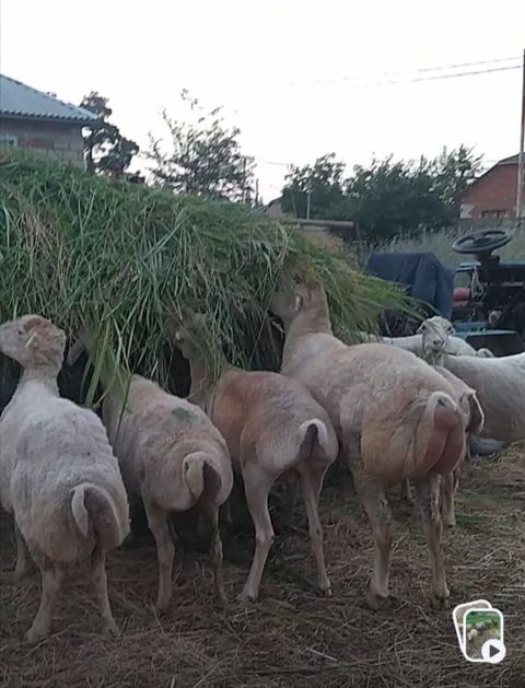14 qoyun bir qoç səkkiz bala.ümumi olaraq 23 dənə.boğaz olanlarda var — Xaçmaz