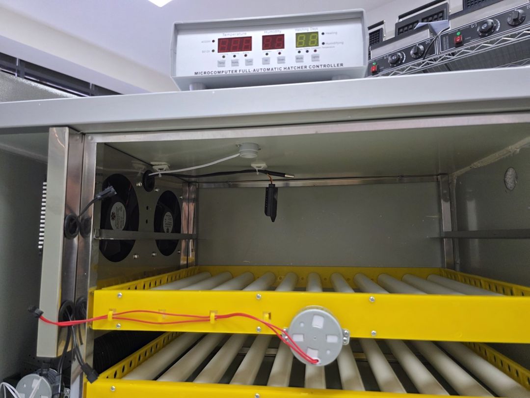 Professional inkubator — Biznes və avadanlıq, Bakı (12)
