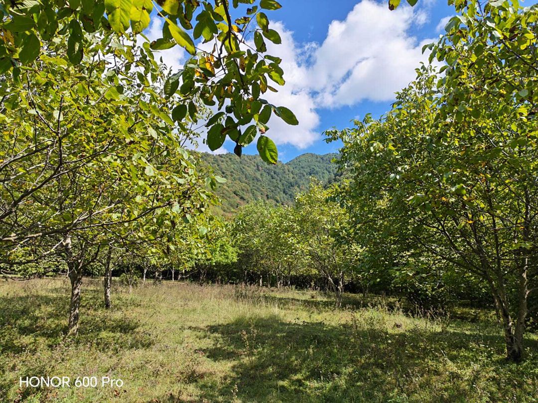 Satılır torpaq 7 sot — Torpaq, Qəbələ (3)