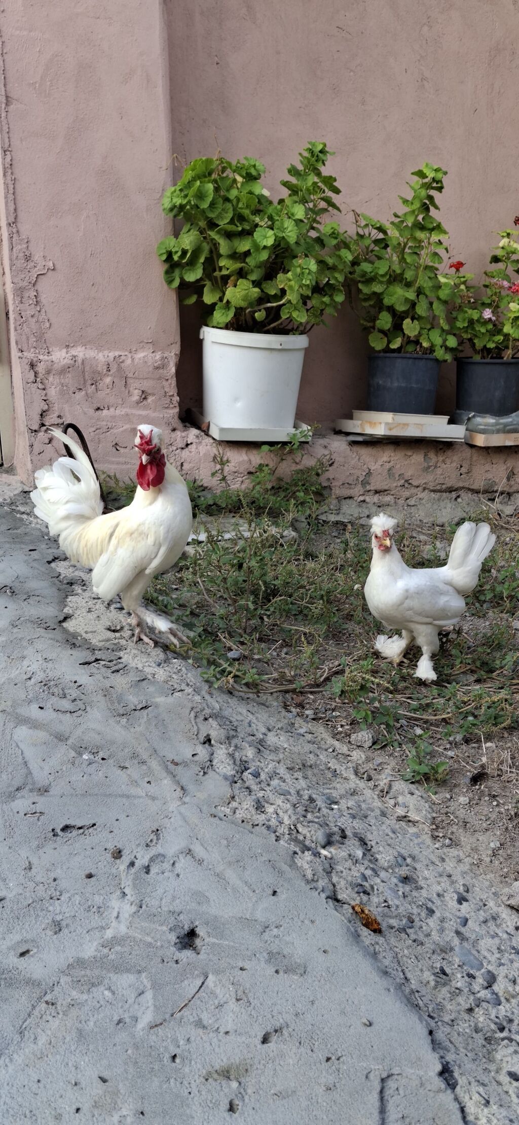 Balaca cins Yaponkalar fərə yumurtlayır cütü 45 azn — Toyuq və xoruz, Mingəçevir (5)