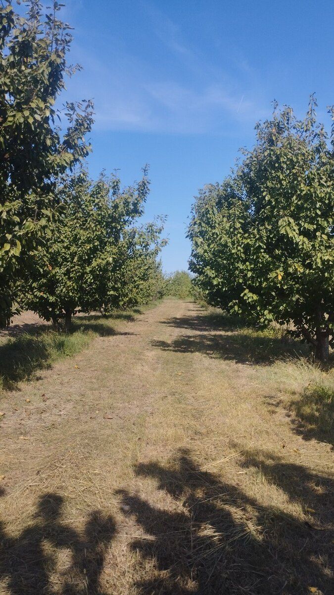 5 sot torpaq sahəsi, Xaçmaz r — Torpaq, Xaçmaz (5)
