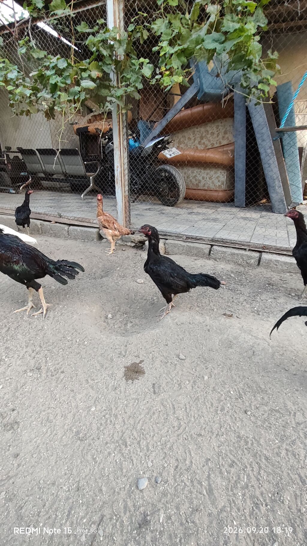 Idial qan bece ve fereler.2 dene 11 ayliq becedi.5 dene 11 ayliq — Toyuq və xoruz, Saray (8)