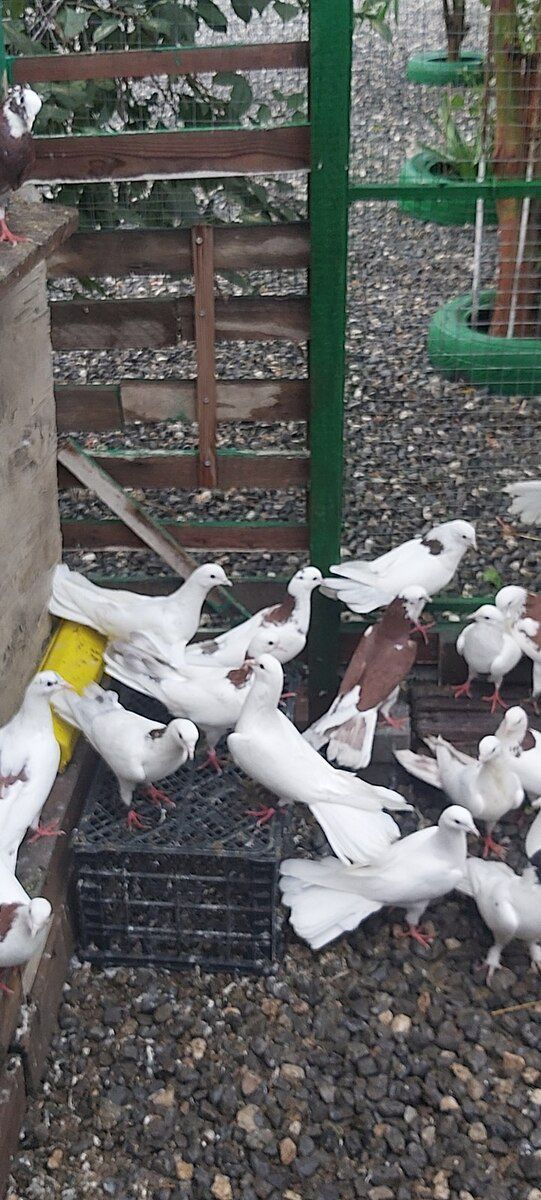 Göyərçinlər — Quşlar, Bakı (5)