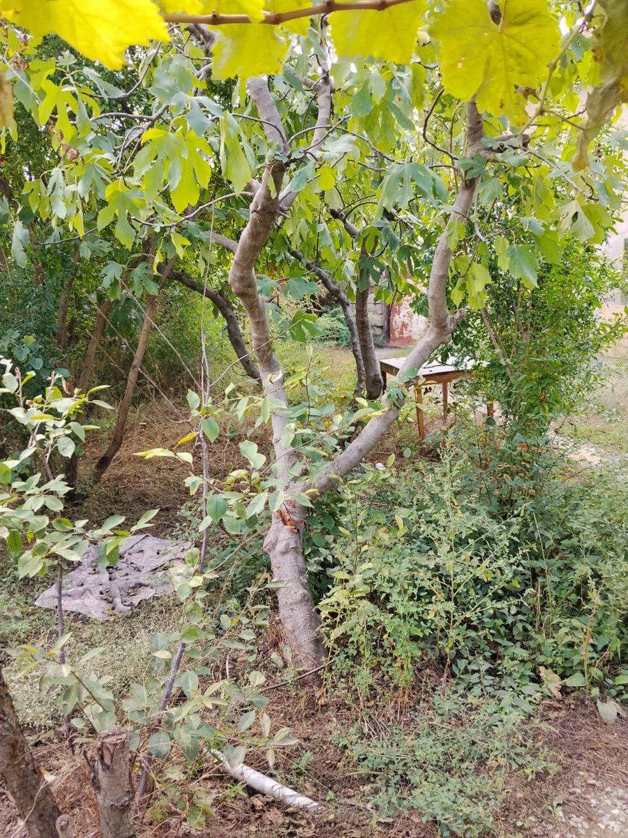 Satılır 7 otaqlı həyət evi/bağ evi 200 m² — Ev, villa, Bakı (4)
