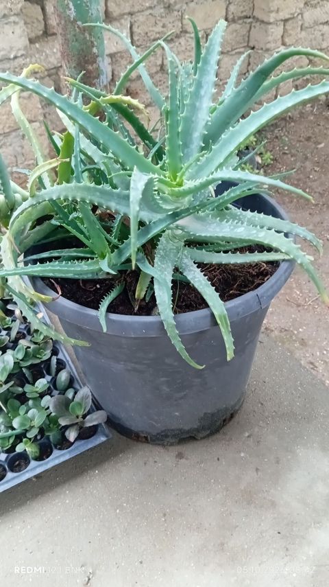 Aloe vera – iri plastik qabda yetkin sukulent - Bitki: Aloe vera — Digah
