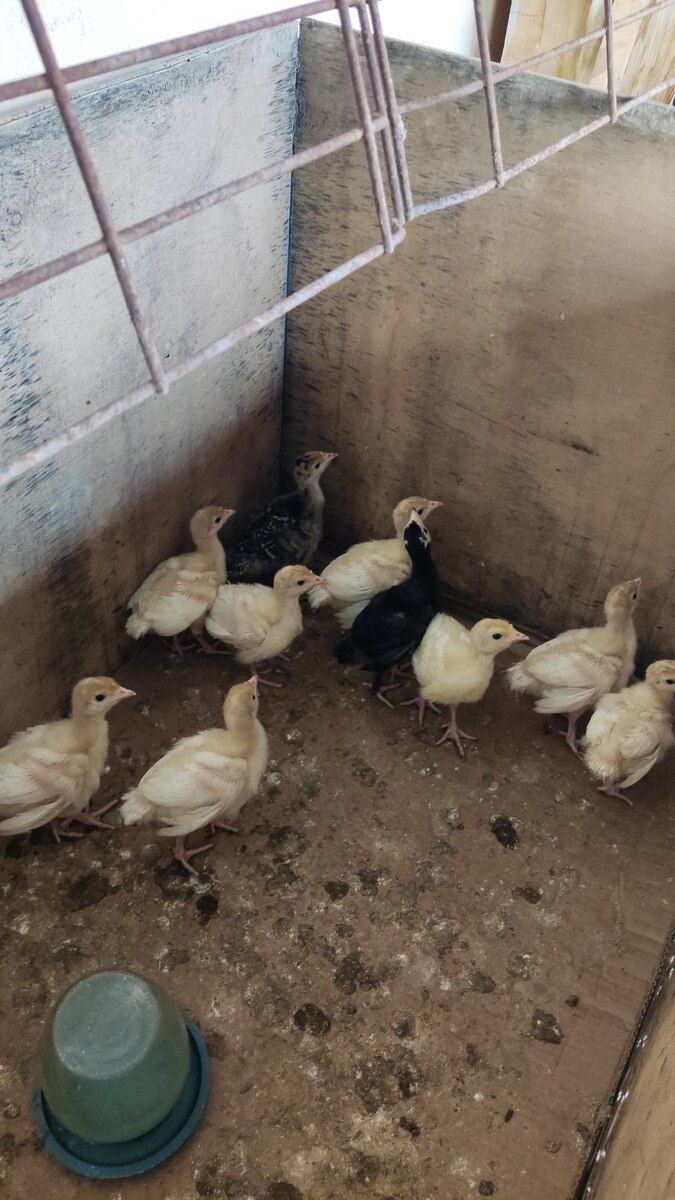 Ətlik və yumurtalıq hinduşka balaları — Quşlar, Bakı (3)