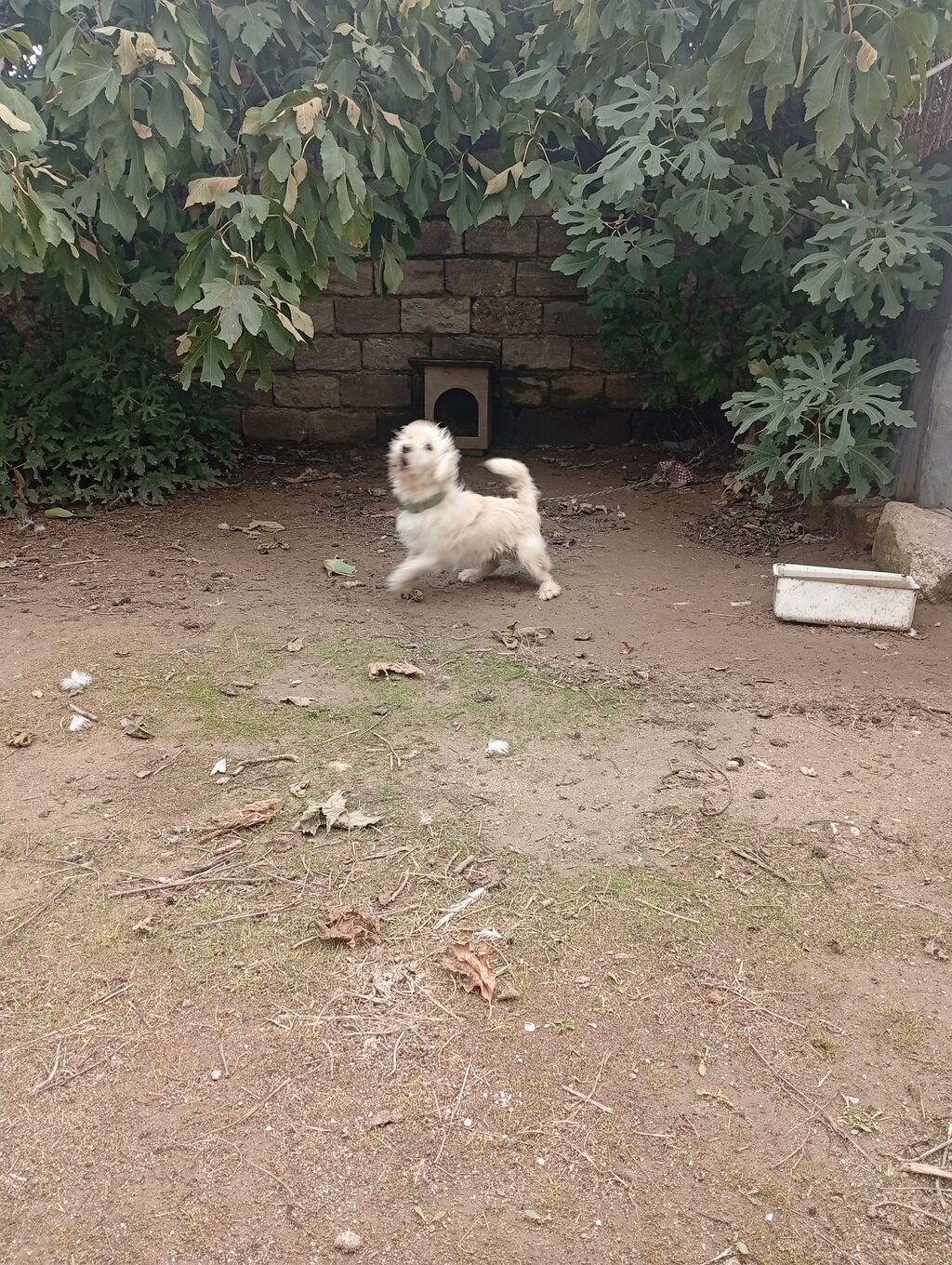 1 il, Erkək — Köpəklər, Digah (4)