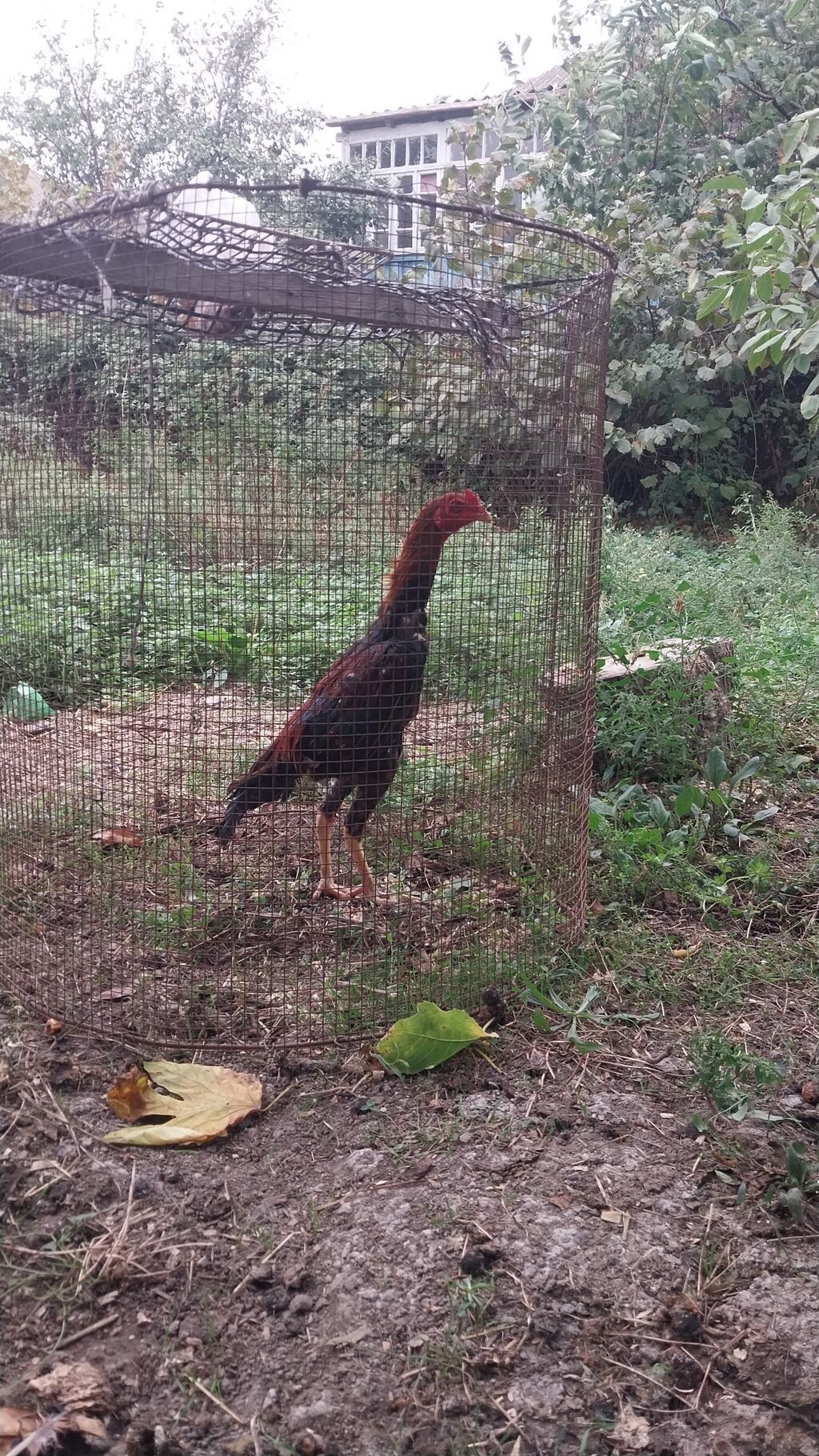 Becenin cinsine tam arxayin ellewdirmey olar Barter olunur 1 yaw — Toyuq və xoruz, Siyəzən (3)