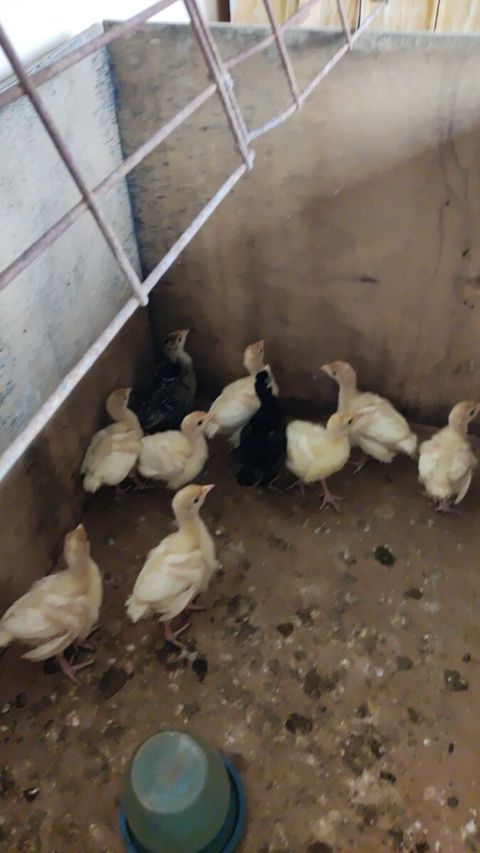 Ətlik və yumurtalıq hinduşka balaları — Bakı