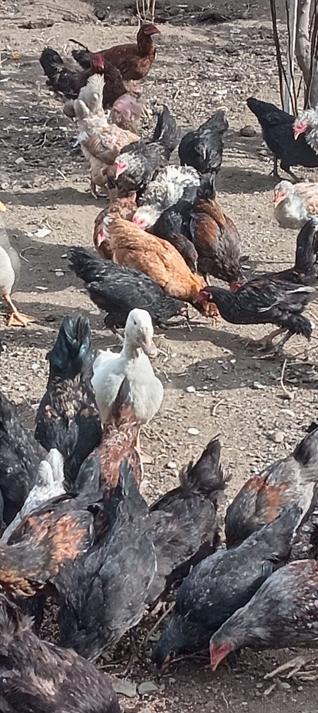 Ətlik — Toyuq və xoruz, Bakı (3)