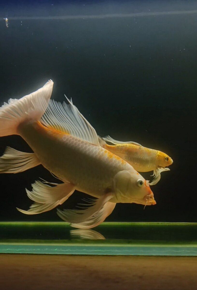 Butterfly koi — Akvariumlar və balıqlar, Bakı (4)