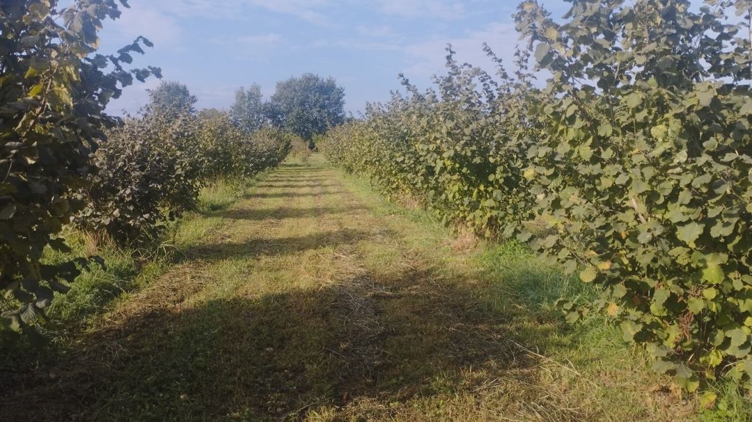 5 sot torpaq sahəsi, Xaçmaz r — Torpaq, Xaçmaz (10)