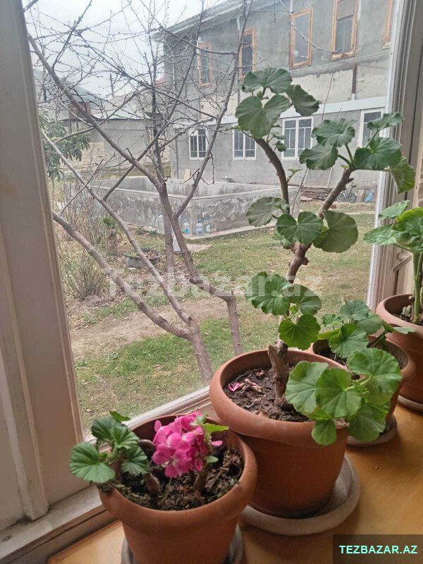 Şəkidə kirayə günlük — Ev, villa, Şəki (9)