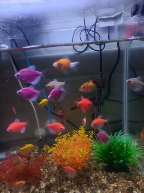Oranda balığı — Sumqayıt