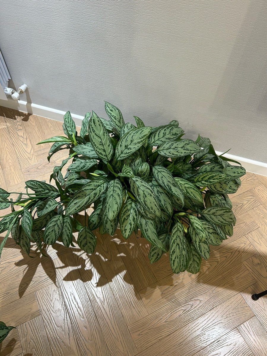 Aglaonema — Bitkilər, Bakı (5)