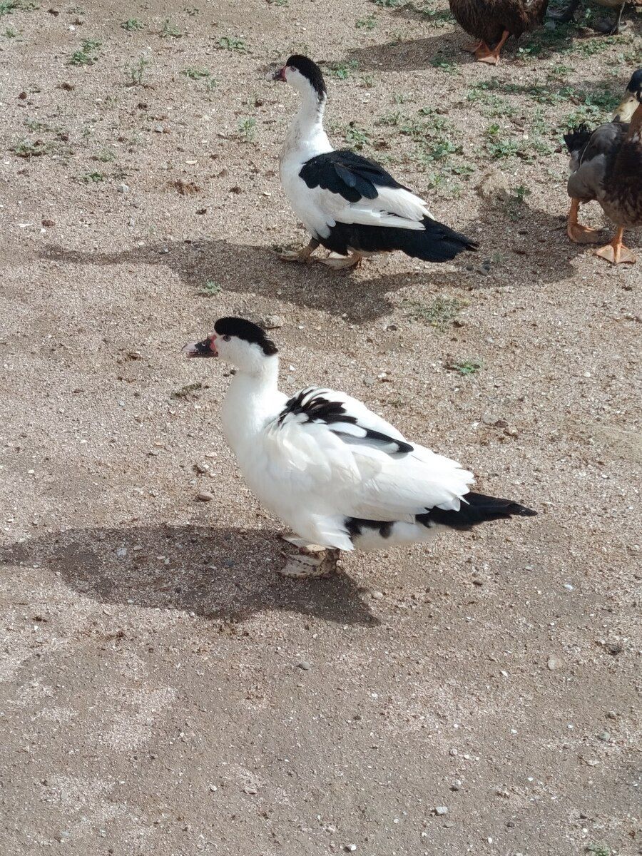 Ördəklər — Quşlar, Bakı (2)