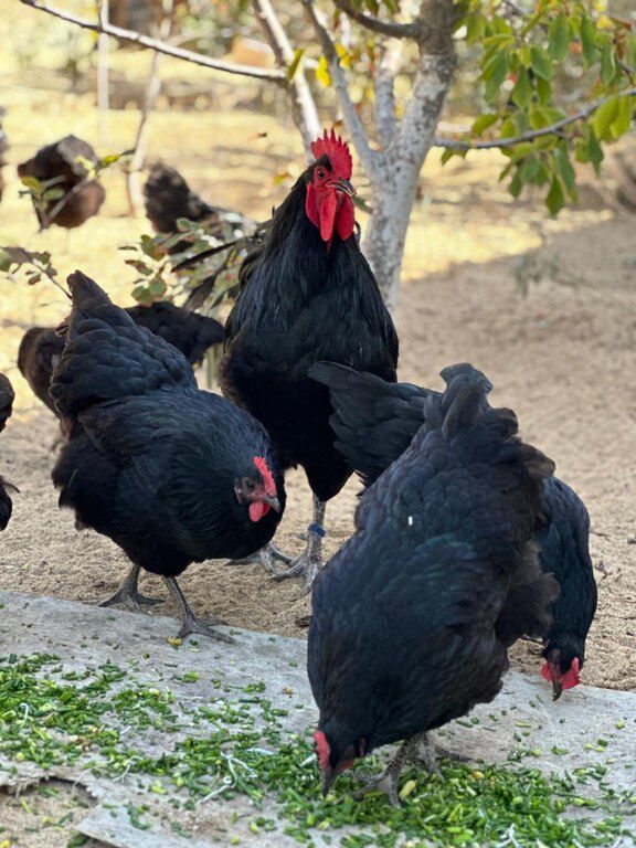 Avstralorp cücəsi — Quşlar, Bakı (5)