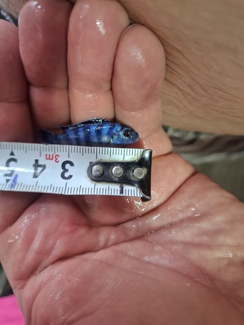 Demasoni balığı — 5 ₼ · Bakı · Akvariumlar və balıqlar Demasoni balığı — Bakı
