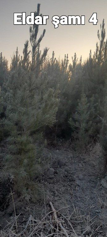 Eldar şamı, Giparis və Sərv ağacları — Bitkilər, Bakı (10)