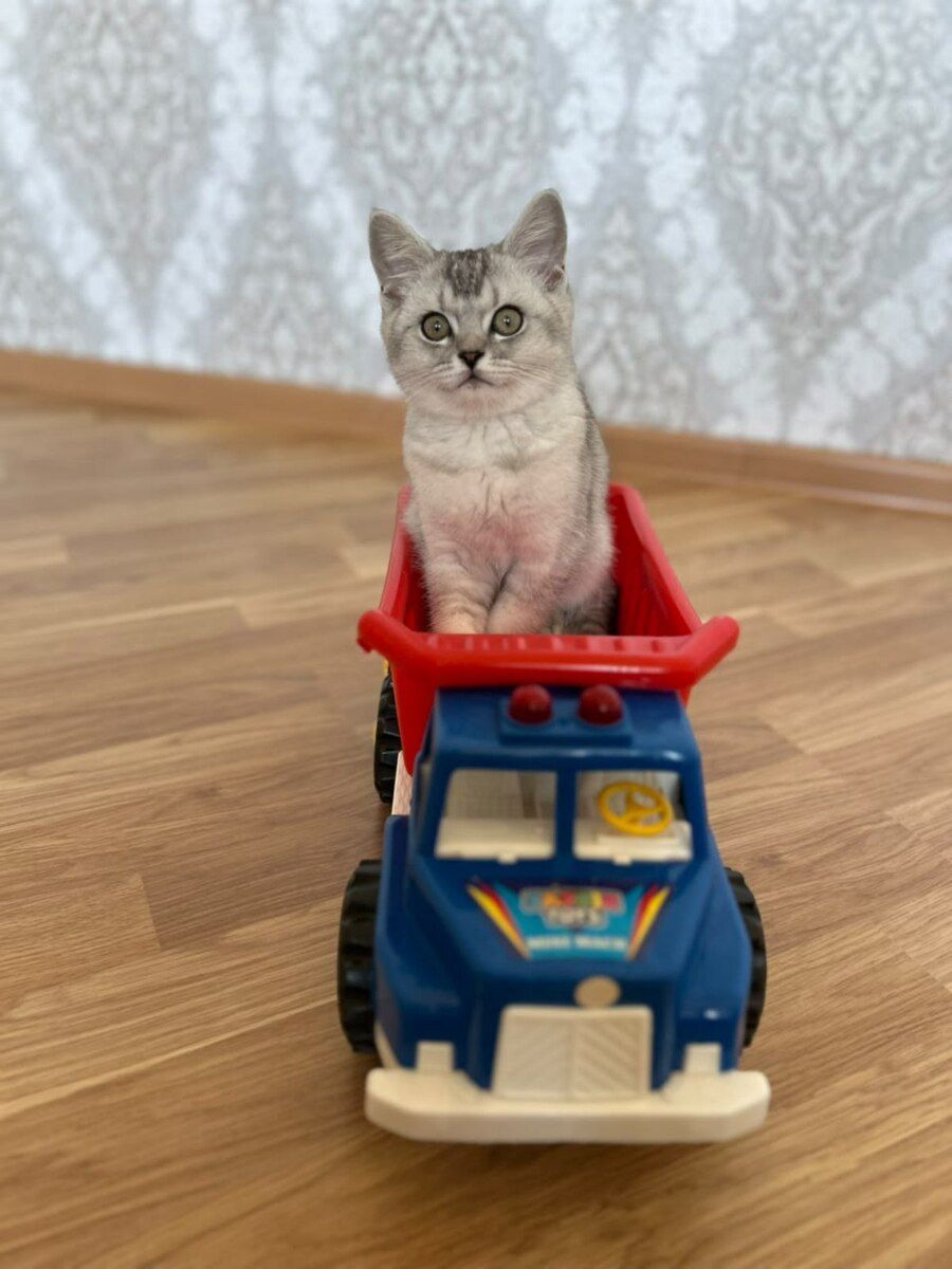 British Shorthair — Pişiklər, Bakı (5)