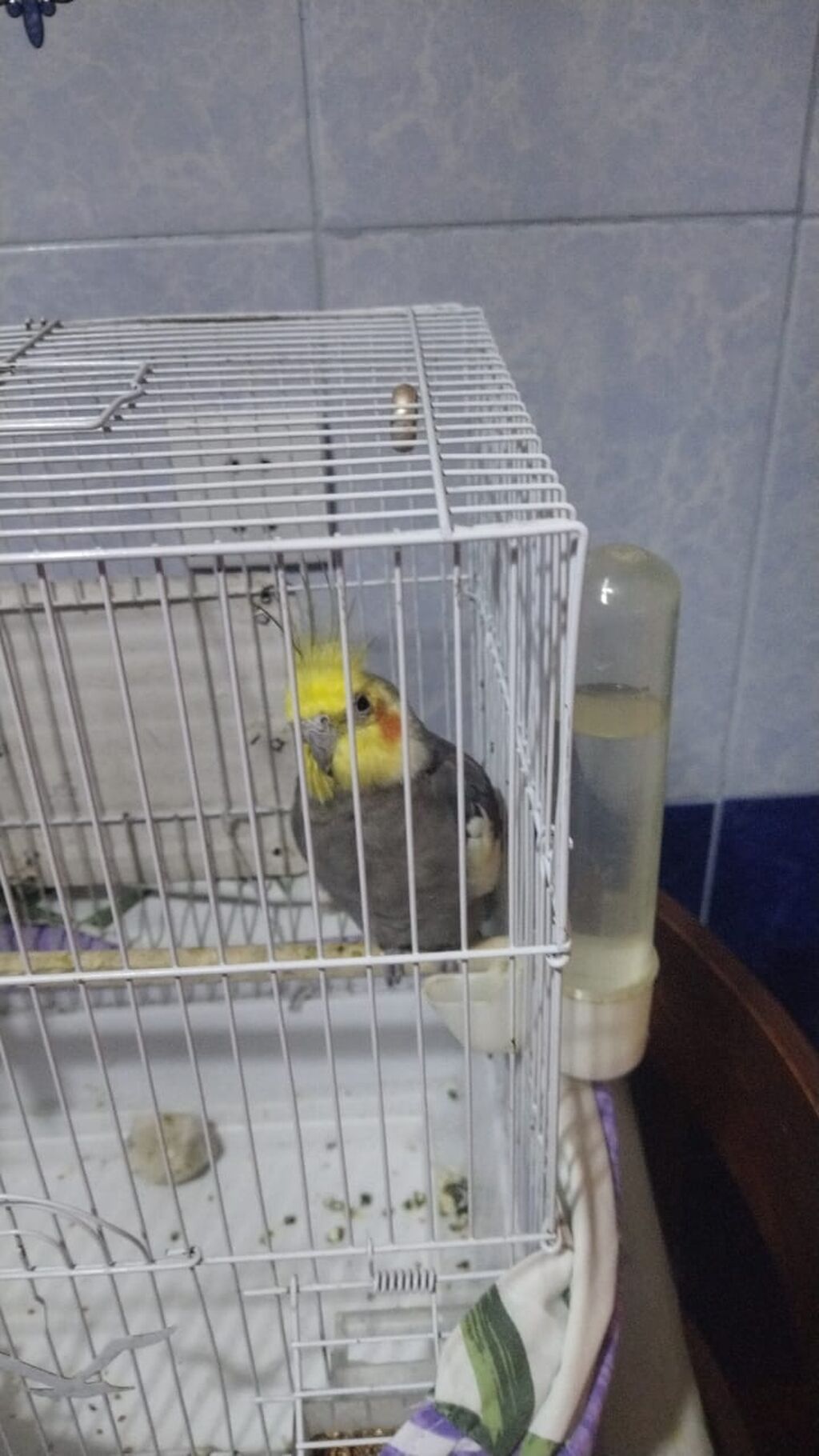 Nimfa (Cockatiel) qağayısı və qəfəsi - Növ: Nimfa (Cockatiel) – boz — Digərləri, Mingəçevir