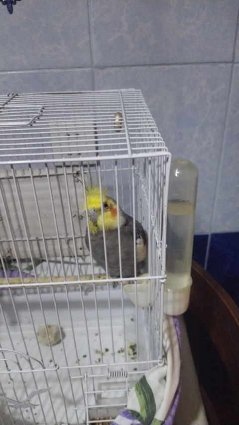Nimfa (Cockatiel) qağayısı və qəfəsi - Növ: Nimfa (Cockatiel) – boz — Mingəçevir