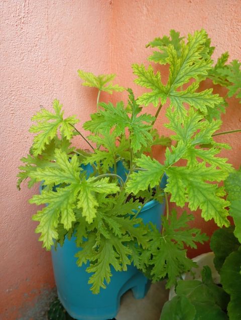 Sardunya (ətirli geranium) – saksıda yetişdirilən dekorativ bitki — Gunu