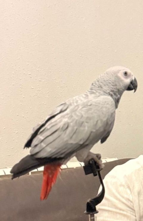 Parrot Jako tutuquşu — Bakı