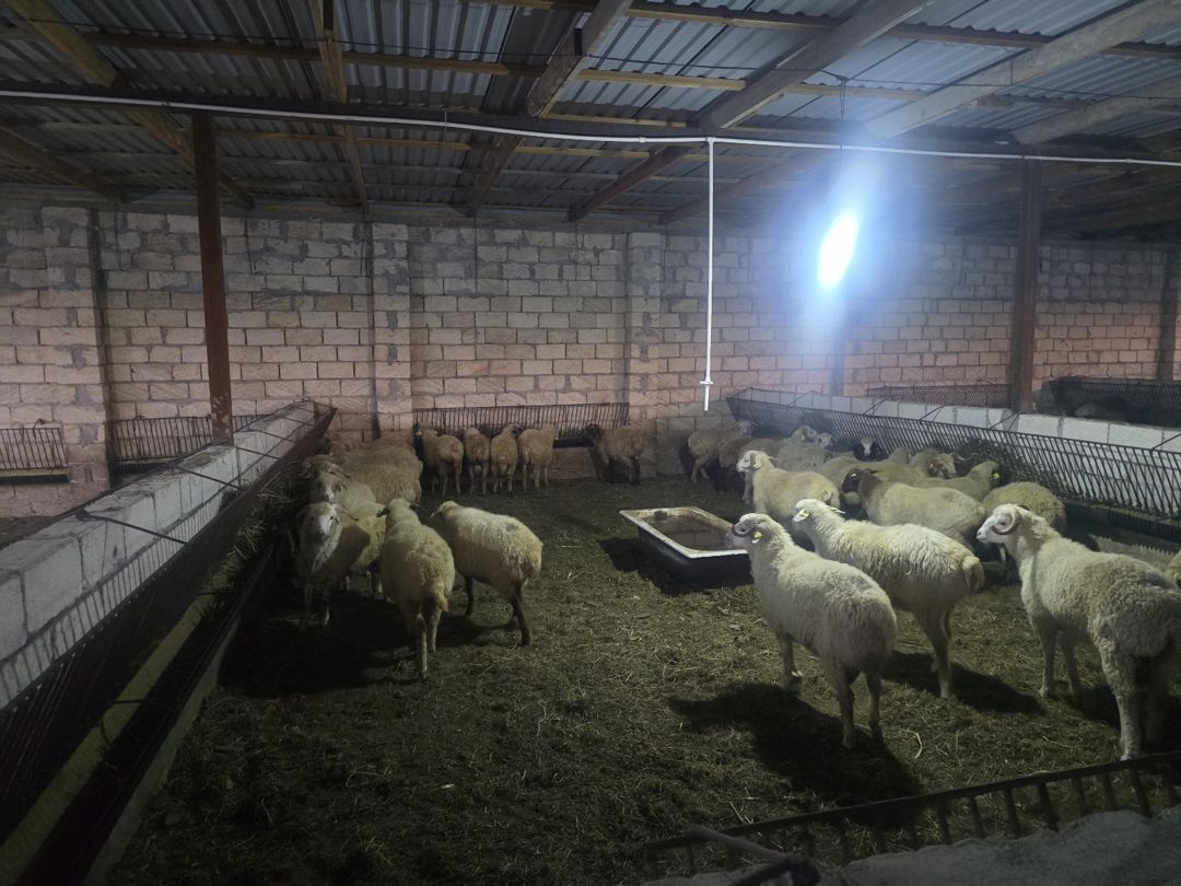 Həyət evi, Ceyranbatan qəs — Ev, villa, Sumqayıt (9)