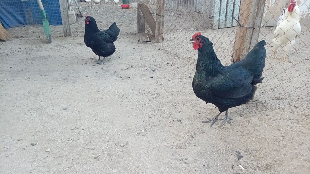 Avstralorp toyuqları — Quşlar, Bakı