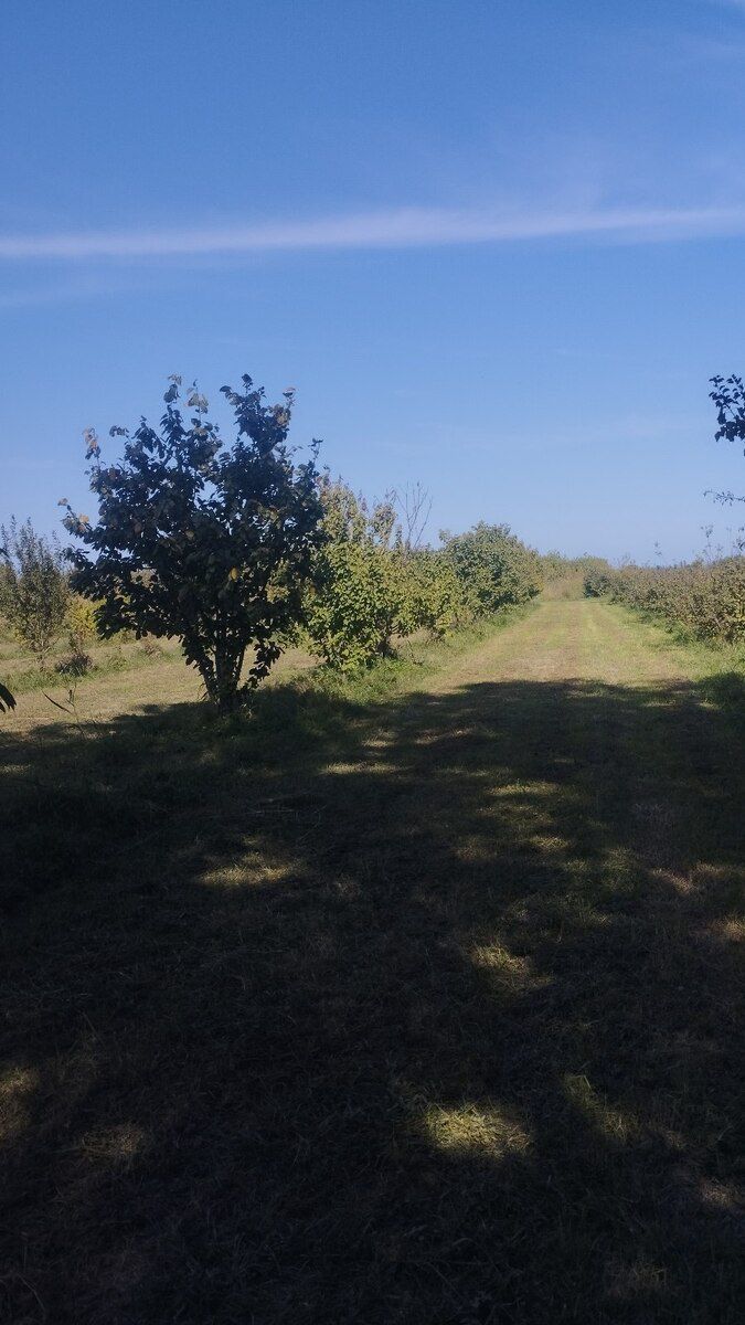 5 sot torpaq sahəsi, Xaçmaz r — Torpaq, Xaçmaz (7)